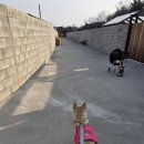 파머스펜션 | [파머스데이 반려견동반펜션] 인스타알고리즘이 극적으로 구해준 완벽한 숙소