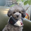 에스엘 독 이미지