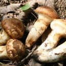 고향수제만두 이미지