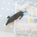 러블리펫텔 이미지