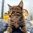 고양이 생활 호텔 | 김포 고양이 호텔 후기, 어디까지 믿어도 될까?｜리뷰 구분법