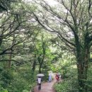 천년의 숲을 걷다: 제주도 비자림 여행