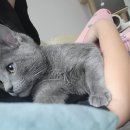 고양이민박 | 구름이도 하는 호캉스 대전 고양이 호텔 *고양이민박*