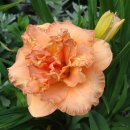 프린세스돌(Princess-doll) | 원추리 실로암 더블 석세스