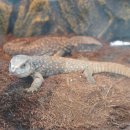 파충류카페 비비안 이미지