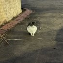 장미공연장1층 | 올림픽홀 시야 1층 규현 콘서트 중콘 후기(게스트 성시경)