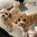 (주)하울팟케어클럽 이미지