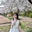 너의과일 | [후기] ‘너의 순간’ 스냅사진 후기 | 독보적 감성의 벚꽃 피크닉 스냅