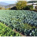 내금마을회관 | 남해 괴음산,송등산,호구산