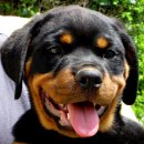 사랑애견 이미지