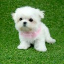 베이비몽 강아지분양 인천청라점 이미지