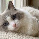 도도한 개냥이 이미지