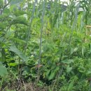 팔복농장 이미지