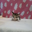 군산시-00814 이미지