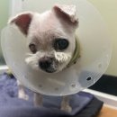 동물보육원 대전서구갈마지부 | 장애동물 전문 보호시설을 다녀왔어요