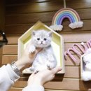 미니펫 | 먼치킨분양 미니펫이 최고인이유