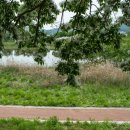 이팝나무길 이미지