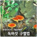 독버섯 구별법 이미지