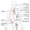 림프 및 면역 기관 [ lymph and immune system ]-네이버 이미지