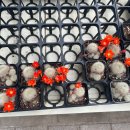 이연숙 | [식쇼후기] 인천, 파주 화원 - 이연숙TV 꽃배달/선유플라워그라운드/월간화원 등