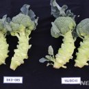 (주)탐라그린 이미지