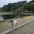 라떼아트&카페메뉴 | 충북 제천 의림지 반려견 동반 여행 + 주변 카페까지 🌾