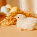 병아리약국 이미지