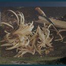 알펜시아관광단지 이미지