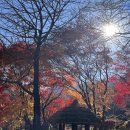 마당이수목원(자작나무동) | 11월 아침고요수목원 방문 후기🍂