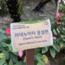 <b>여우</b>꼬리용설란(아테누아타용설란)