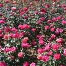 오일시장(축협하나로마트) 이미지