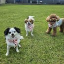 별이애견 이미지