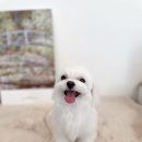 퍼피 비비드(puppy vivid) 이미지