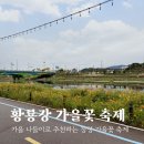장성황룡강노란꽃잔치 축제장6 | 10월 가을 축제 장성 황룡강 가을꽃 축제 개화상황 음식 공연 후기