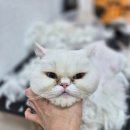 3610 | 대전 페르시안고양이 미용 ~ 털뭉친고양이 안전하게 미용받기 !!