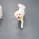 댕바이댕 이미지