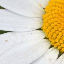 소소flower