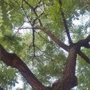 회화나무 이미지