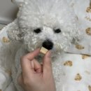 멍냥펀치 이미지