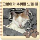 신호묘 | 고양이가 추위를 느낄 때 보이는 행동과 신체 신호, 그리고 체온 유지 방법