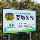 준현농장 | 창원여행 창원 단감 농가 방문기