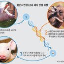 돼지 이미지