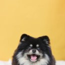 댕글하우스 이미지