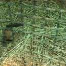 대관령 아기동물농장 이미지