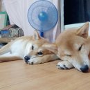 옹기종기 이미지