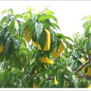 이천농원 이미지