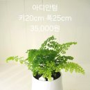 원주화분