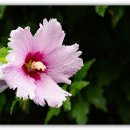 샤론  꽃  화원 이미지