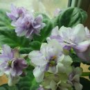 바이올렛 이미지