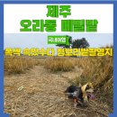 메밀꽃 화장실 | 폭싹 속았수다 청보리밭 촬영지 제주 오라동 메밀밭 강아지 동반가능 후기